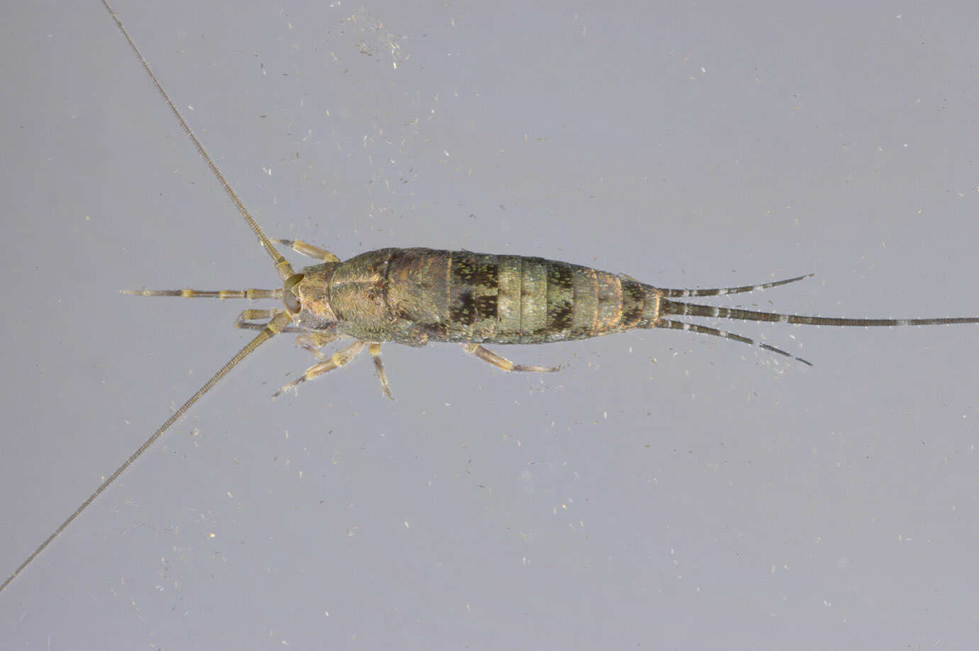 Image of Petrobius brevistylis Carpenter 1913