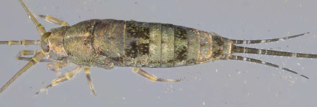 Image of Petrobius brevistylis Carpenter 1913