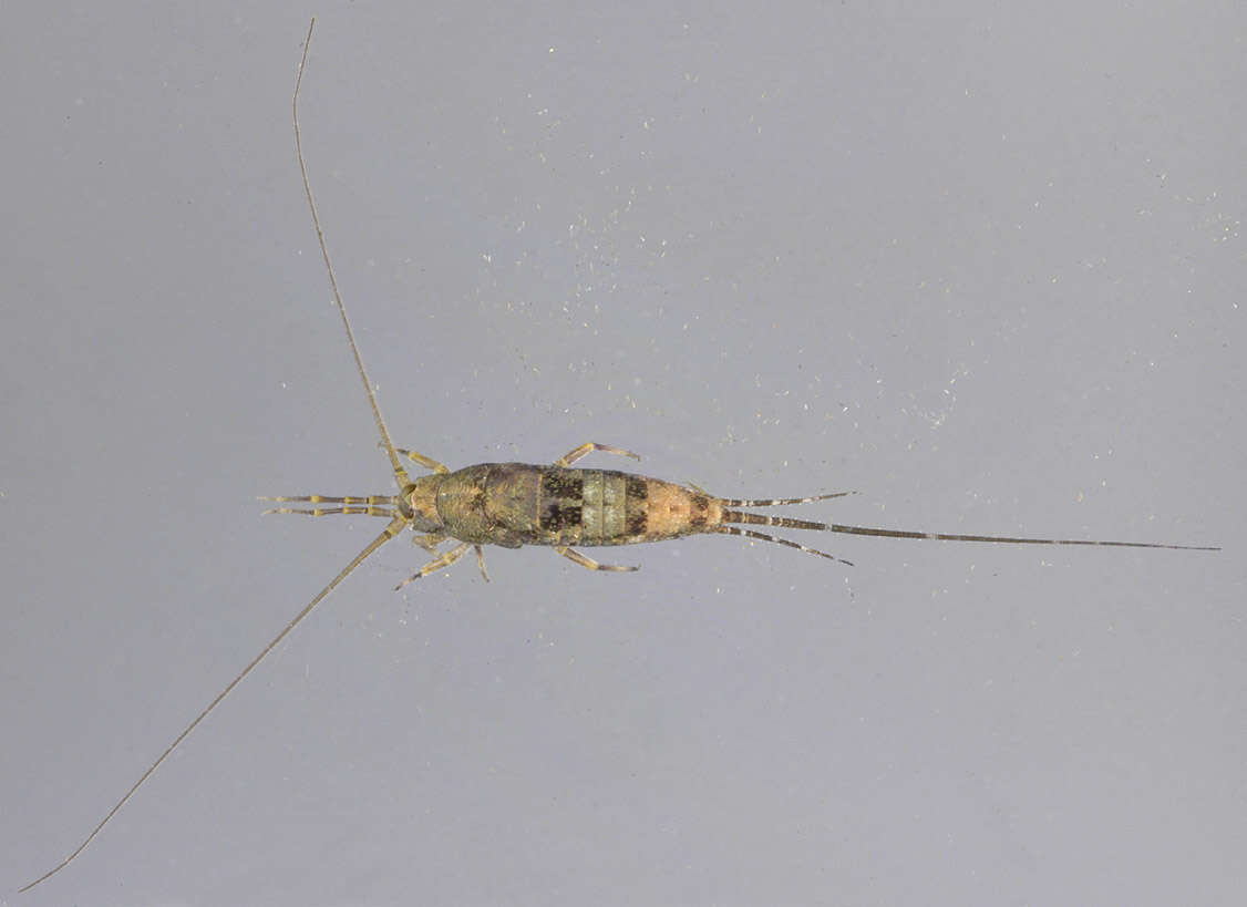 Image of Petrobius brevistylis Carpenter 1913