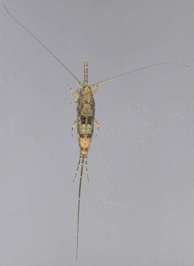 Image of Petrobius brevistylis Carpenter 1913