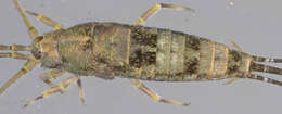 Image of Petrobius brevistylis Carpenter 1913