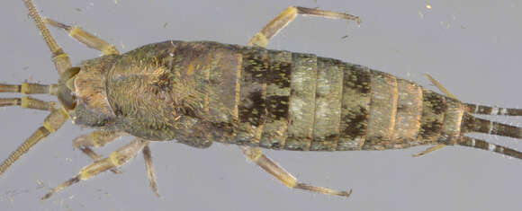 Imagem de Petrobius brevistylis Carpenter 1913