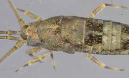 Image of Petrobius brevistylis Carpenter 1913