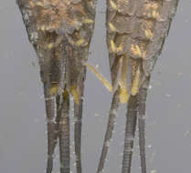 Image of Petrobius brevistylis Carpenter 1913