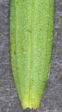 Image of pale flax