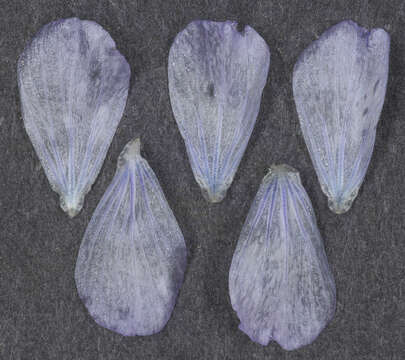 Image of pale flax