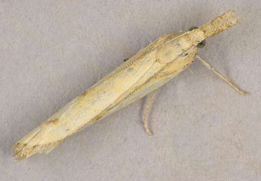 Image of Barred Grass-veneer