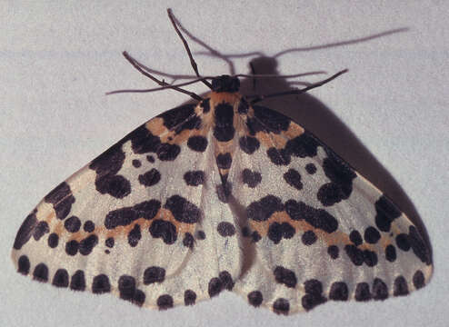 Abraxas grossulariata Linnaeus 1758 resmi