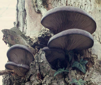 Image of Pleurotus ostreatus (Jacq.) P. Kumm. 1871