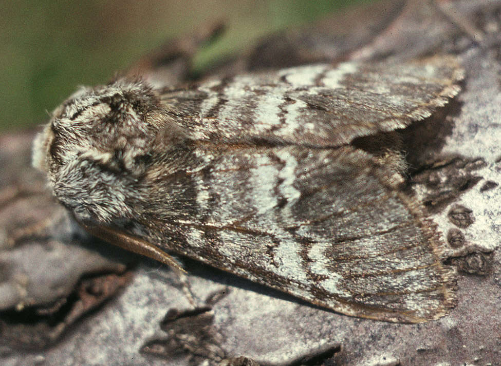 Image of Drymonia ruficornis Hüfnagel. 1766