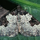 Image of garden carpet
