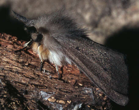 Image of muslin moth