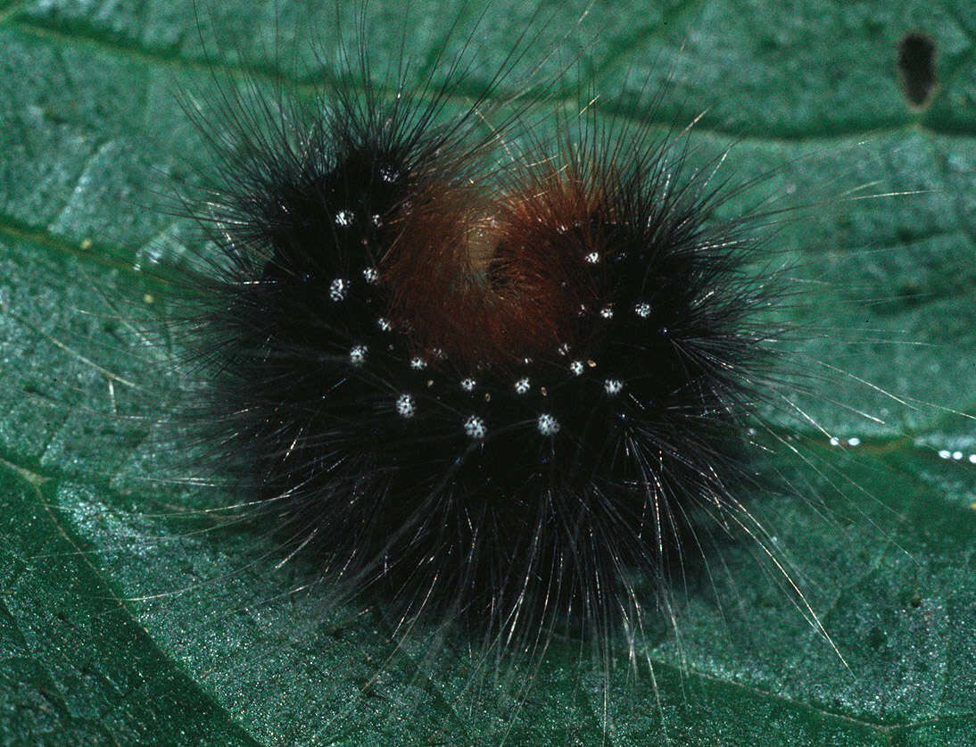 Image of garden tiger