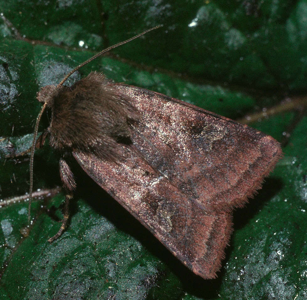 Image de noctuelle belle