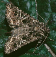 Image of the lychnis