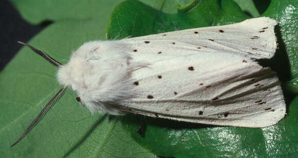 صورة Spilosoma lubricipeda Linnaeus 1758