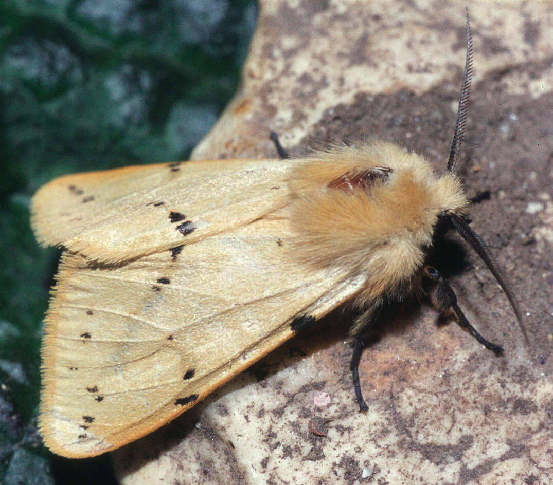 Image of Spilosoma lutea Hüfnagel 1766