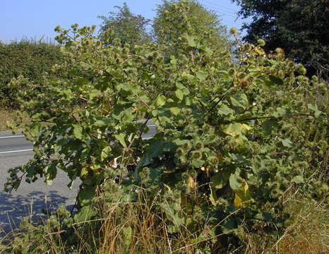 Image of greater burdock