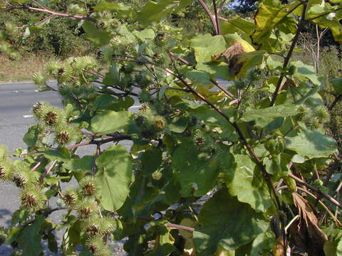 Image of greater burdock