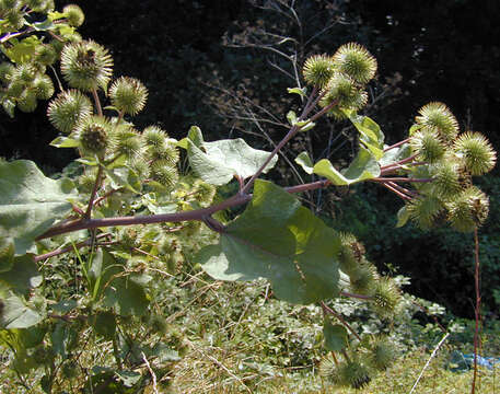 Image of greater burdock