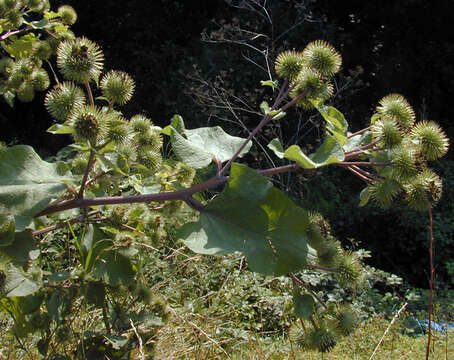 Image of greater burdock