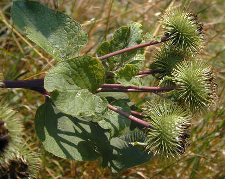 Image of greater burdock