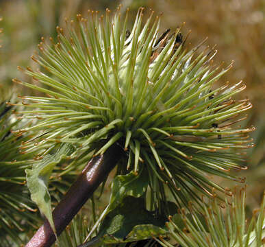 Image of greater burdock