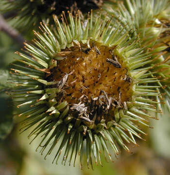 Image of greater burdock