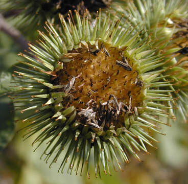 Image of greater burdock