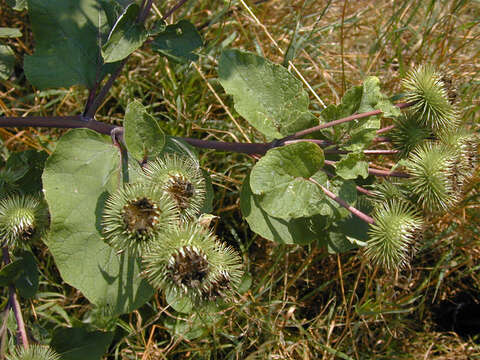 Image of greater burdock