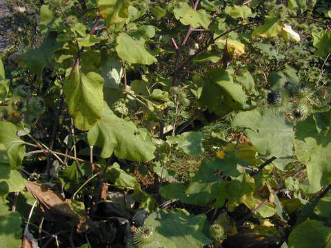 Image of greater burdock