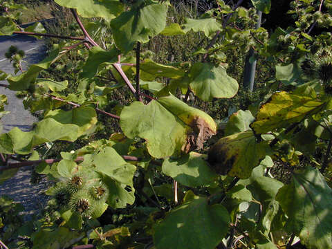 Image of greater burdock