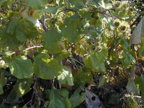 Image of greater burdock