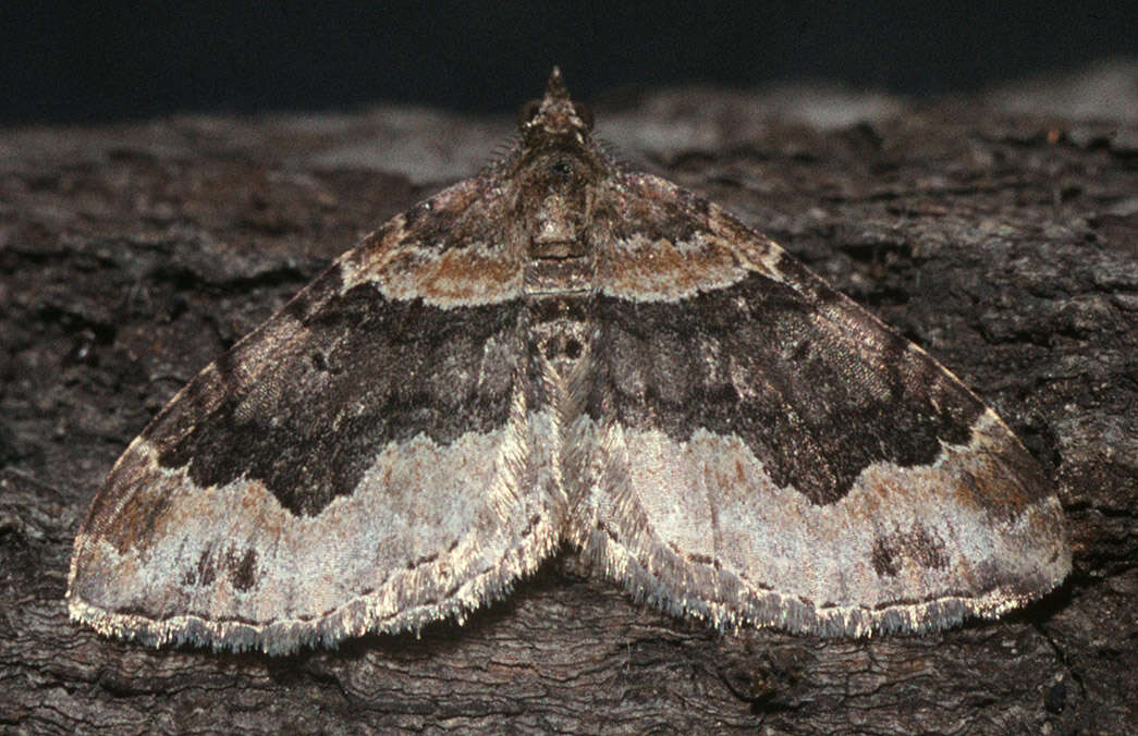 Image of dark-barred twin-spot carpet