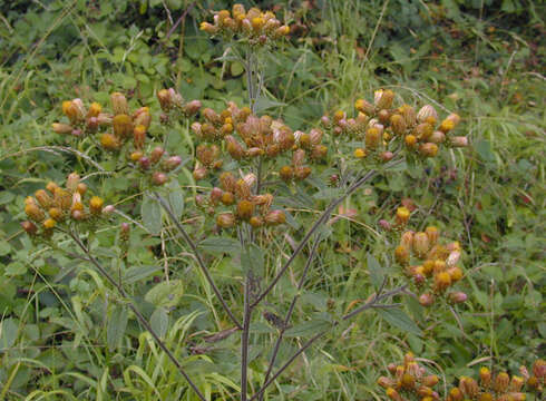 Image of Pentanema conyzae (Griess.) D. Gut. Larr., Santos-Vicente, Anderb., E. Rico & M. M. Mart. Ort.