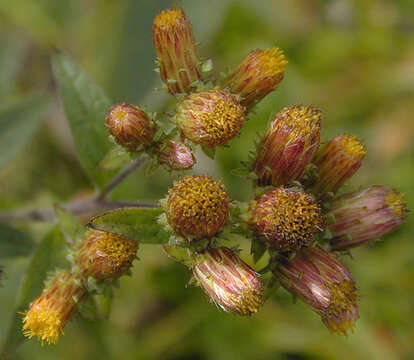 Image of Pentanema conyzae (Griess.) D. Gut. Larr., Santos-Vicente, Anderb., E. Rico & M. M. Mart. Ort.