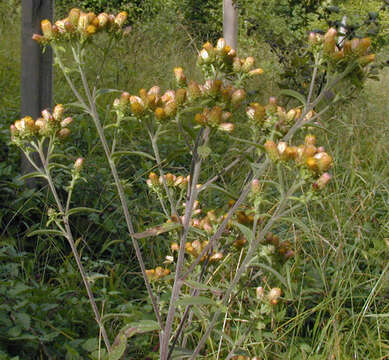 صورة Pentanema conyzae (Griess.) D. Gut. Larr., Santos-Vicente, Anderb., E. Rico & M. M. Mart. Ort.