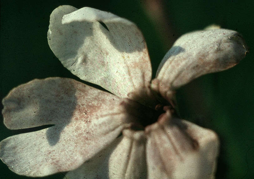 Image of Microbotryum lychnidis-dioicae (DC.) G. Deml & Oberw. 1982