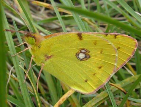 Image of clouded yellow