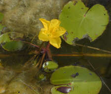 Image of yellow floatingheart