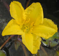 Image of yellow floatingheart