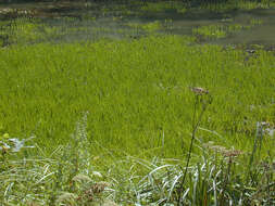 Image of water soldiers