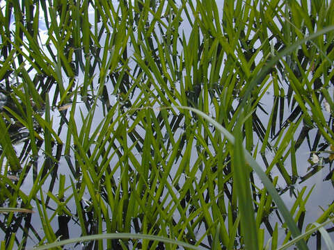 Image of water soldiers