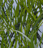 Image of water soldiers