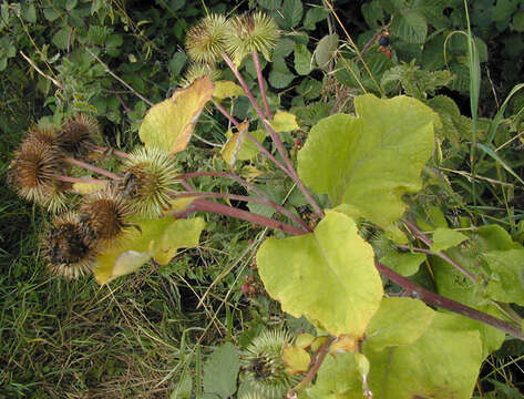 Image of greater burdock