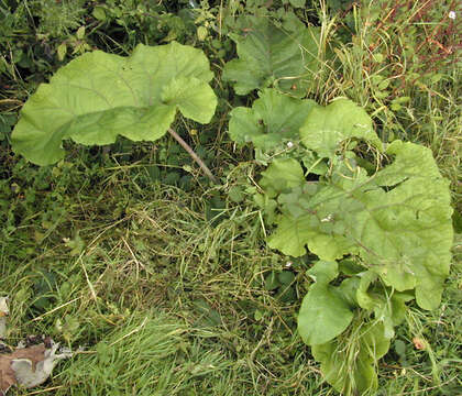 Image of greater burdock