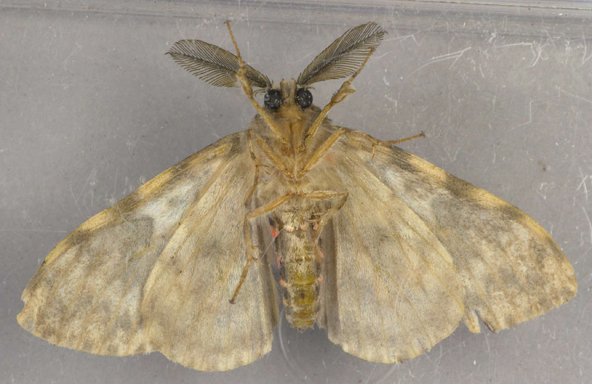 Image of Black Arches