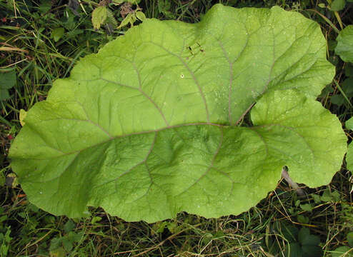 Image of greater burdock