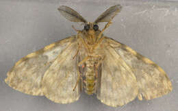 Image of Black Arches