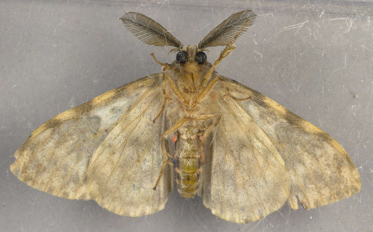 Image of Black Arches